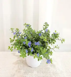 갑조네 아메리칸블루 중품 플랜테리어 블루데이지 야생화 예쁜꽃 화분, 아메리칸블루(중품)