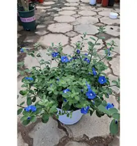 아메리칸블루 중품