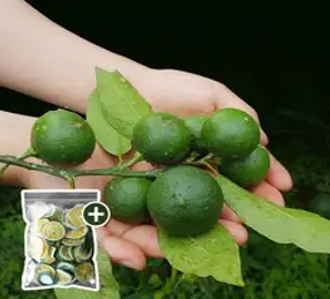 꿀범벅 제주 하우스 감귤 2.5kg로얄과(S/M), 1개