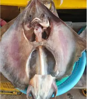 해풍에 말린 반건조 제수용 가오리 홍어가오리 특대 1미(건조후 건조흐600~700g내외), 1개