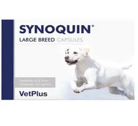 사이노퀸 시노퀸 대형견 대형 관절영양제 120 캡슐