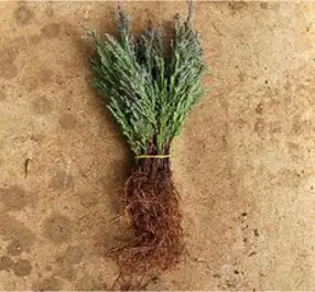 [아름다운갤러리] 문그로우 삽목1년(20주1묶음), 1개