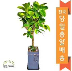 뱅갈고무나무 대형 130cm 목대 굵고 풍성한 수형 실내 공기정화식물 관엽식물 대형화분 행복한꽃농원, 1개