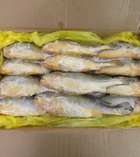 부세조기 3.4kg 업체용 식당용 업소용, 1개