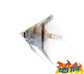 어 열대어[엔젤피쉬] 페루 알텀 엔젤피쉬 5cm 내외물고기 키우기, 1개