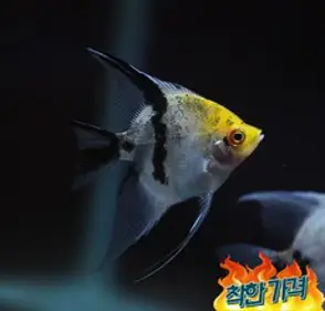 삼색 엔젤피쉬